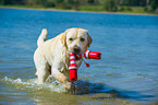 spielender Labrador Retriever