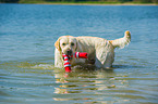 spielender Labrador Retriever
