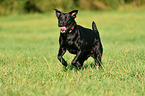 rennender Labrador Retriever