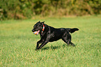 spielender Labrador Retriever