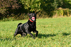 rennender Labrador Retriever