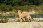 Labrador Retriever