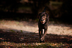 spielender Labrador Retriever