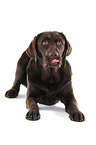 junger Labrador Retriever