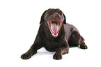 junger Labrador Retriever