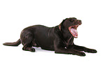 junger Labrador Retriever