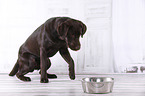 junger Labrador Retriever