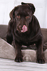 junger Labrador Retriever