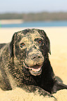 liegender Labrador Retriever