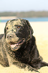 liegender Labrador Retriever