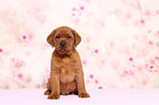 Labrador Retriever Welpe