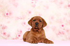 Labrador Retriever Welpe