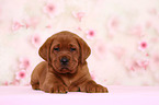 Labrador Retriever Welpe