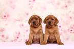 2 Labrador Retriever Welpen