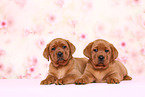 2 Labrador Retriever Welpen