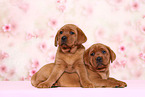 2 Labrador Retriever Welpen