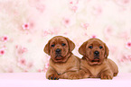 2 Labrador Retriever Welpen