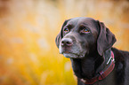 Labrador Retriever Portrait