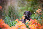 Labrador Retriever Portrait