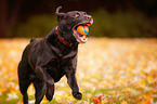 spielender Labrador Retriever