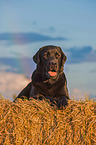 liegender Labrador Retriever