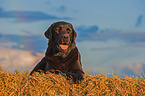 liegender Labrador Retriever