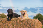 2 Labrador Retriever