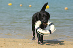 apportierender Labrador Retriever