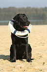 sitzender Labrador Retriever
