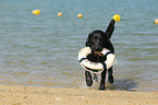 apportierender Labrador Retriever