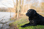 liegender Labrador Retriever