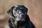 Labrador Retriever Portrait