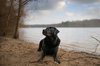 liegender Labrador Retriever