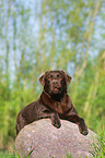 liegender Labrador Retriever