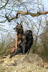 Hollndischer Schferhund und Labrador Retriever