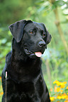 Labrador Retriever Portrait