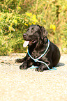 liegender Labrador Retriever