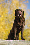 stehender Labrador Retriever
