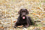 Labrador Retriever Welpe