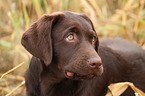 Labrador Retriever Welpe