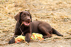 Labrador Retriever Welpe