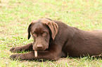 Labrador Retriever Welpe