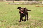Labrador Retriever Welpe