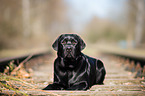 liegender Labrador Retriever