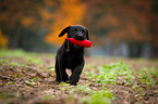 Labrador Retriever Welpe