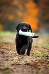 Labrador Retriever Welpe