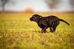 Labrador Retriever Welpe