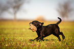 Labrador Retriever Welpe