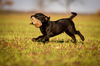 Labrador Retriever Welpe
