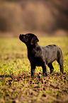 Labrador Retriever Welpe